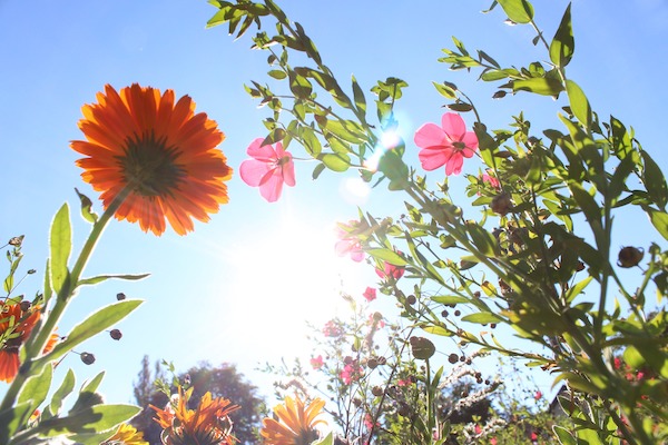 太陽の光とオレンジやピンク色の花々