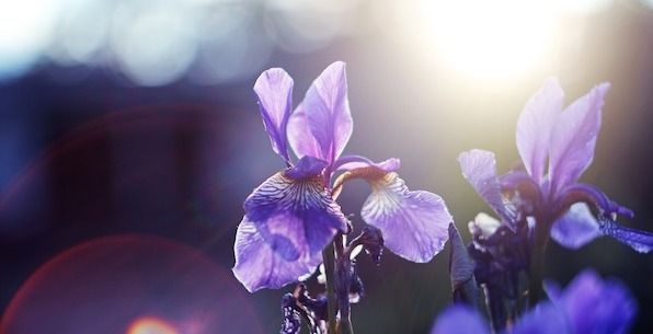 紫色の花と太陽光